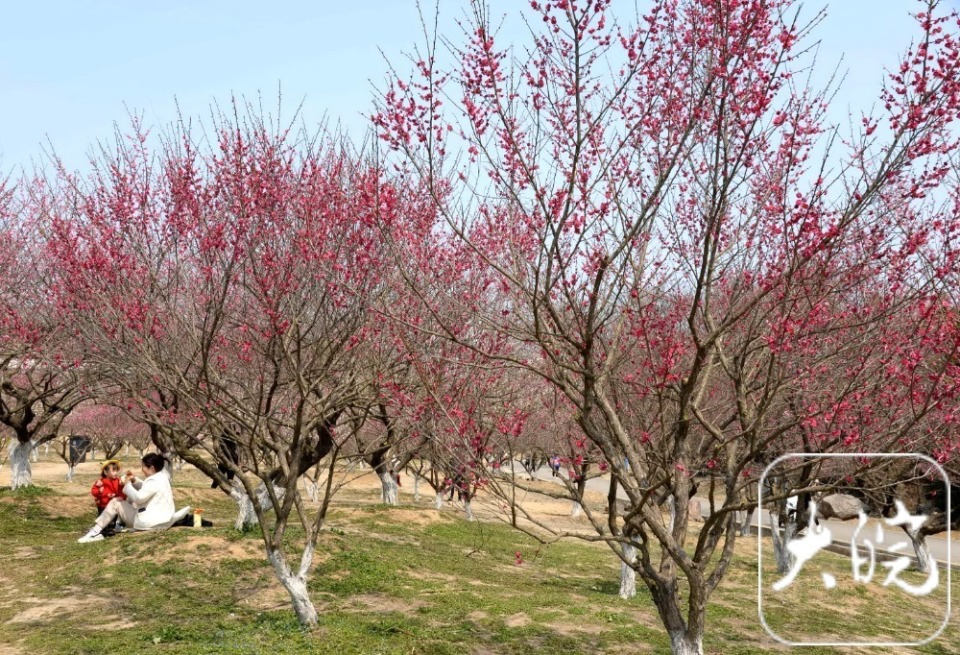 舜耕山梅园图片