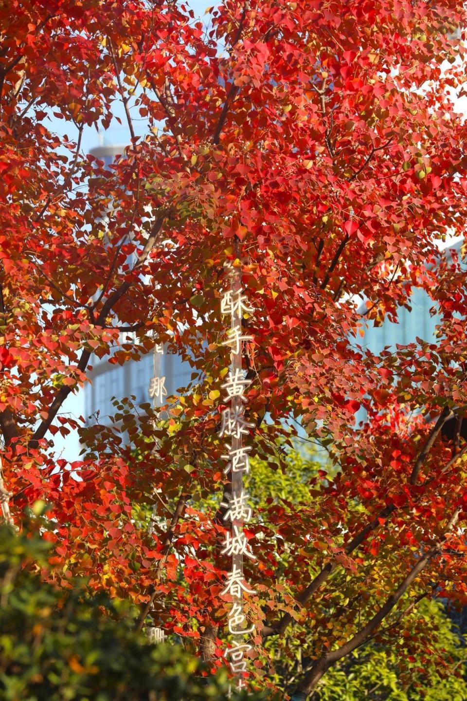 除了金黄,大自然还以乌桕,鸡爪槭,火棘为画笔,慢慢勾勒出一幅公园由绿