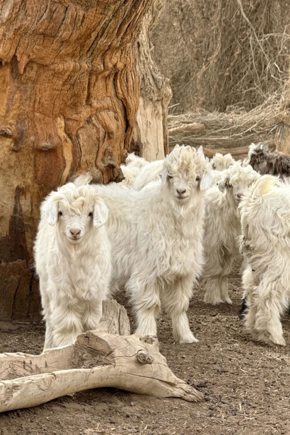 图片来源:新华社大盘鸡,烤全羊,羊肉串,缸子肉……新疆甩出面与肉的