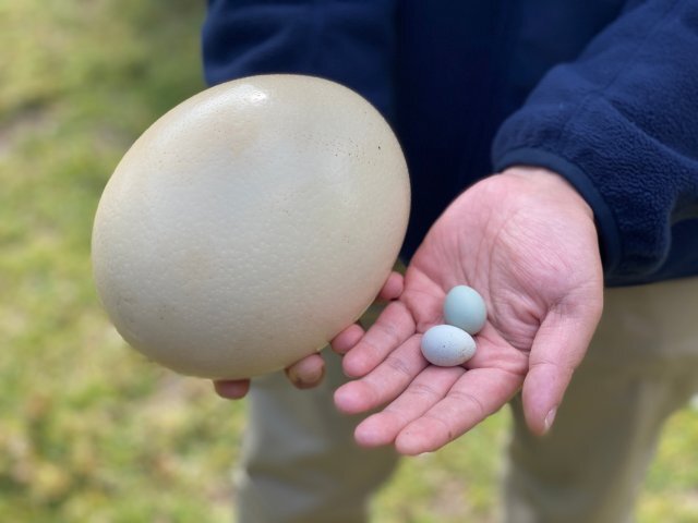 10000餘枚雲南野生動物園元旦尋蛋大會即將啟幕