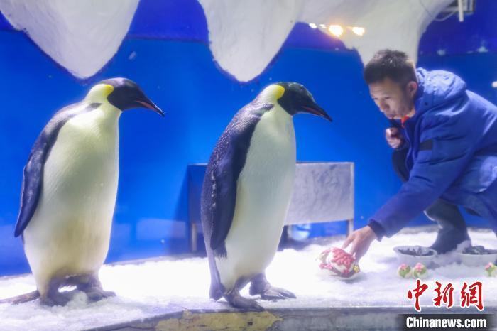 南京海底世界帝企鹅庆"88岁"大寿品"鹅"府家宴