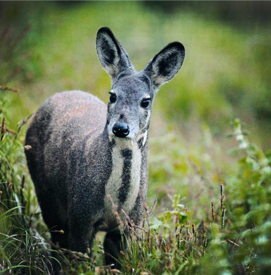 林麝没听过总知道麝香吧昨天野生林麝在绵阳出现