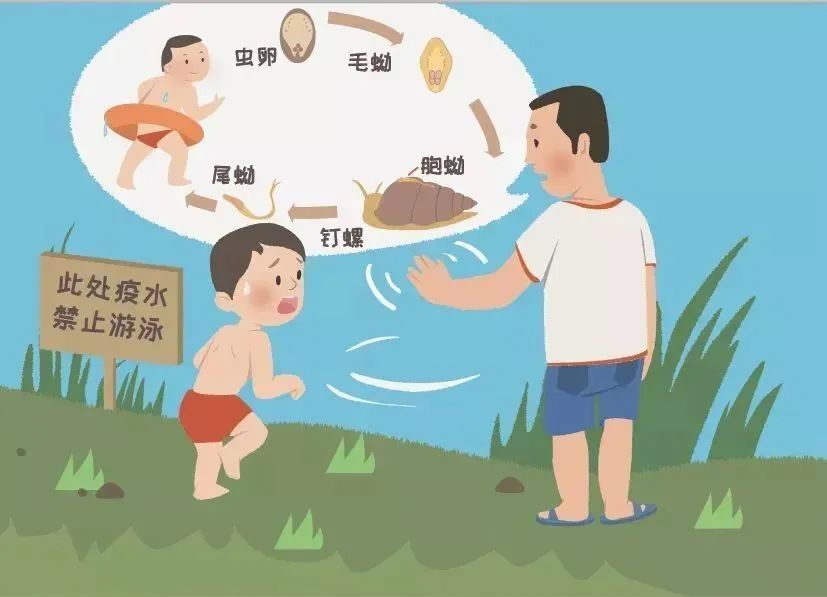 血吸虫病(schistosomiasis)是由血吸虫寄生于人体所致的