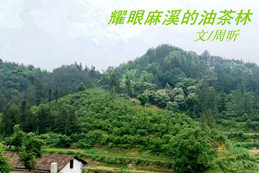 散文丨周昕:耀眼麻溪的油茶林