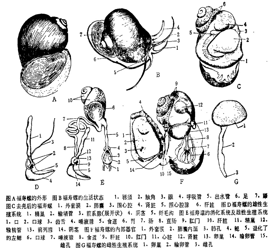 揭秘福寿螺产业链:商贩收购后冒充田螺销售 "预制菜厂家整车来拉"
