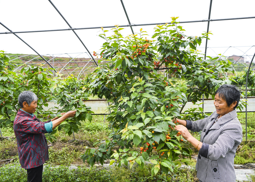 重庆璧山:樱桃采摘正当时