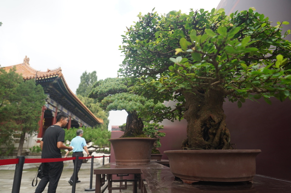 海派,苏派盆景"进京",景山公园寿皇殿联展