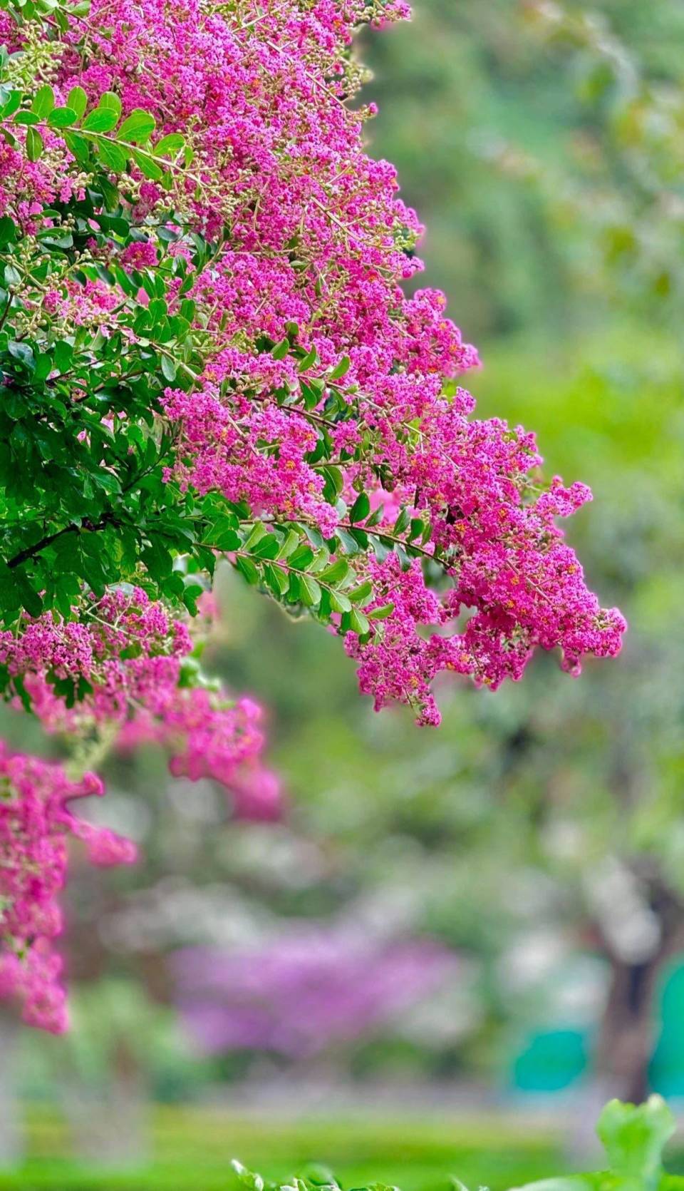 组图|"独占芳菲当夏景 不将颜色托春风" 泰山岱庙园中紫薇花盛开