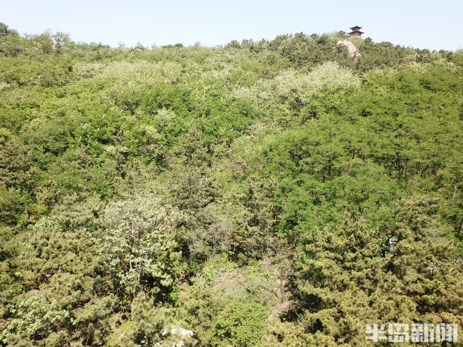 槐花盛开,满山飘香