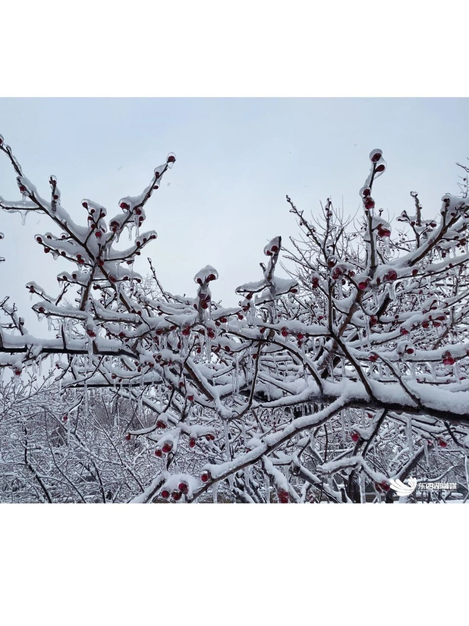 雪梅无糖纯天然