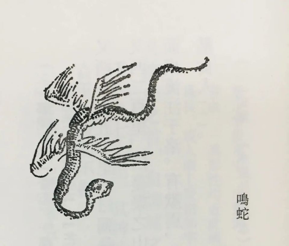 有长着四个翅膀的蛇,叫起来就像在敲磬,而且一出现天下就会大旱(鸣蛇