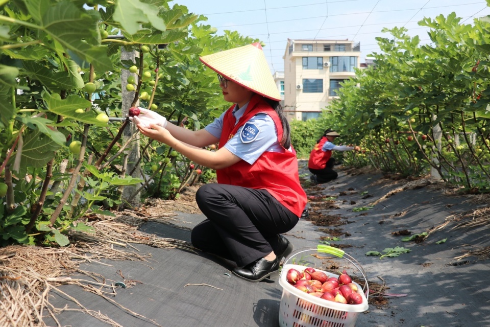 无花果图摘心图片