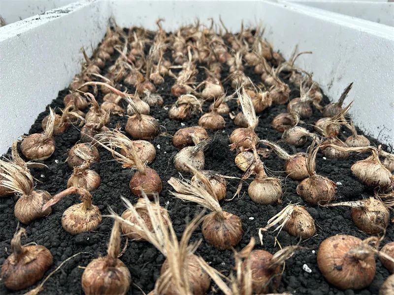 玉屏室内栽培藏红花