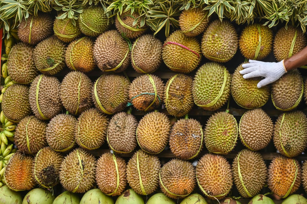 印度尼西亚举办榴莲节