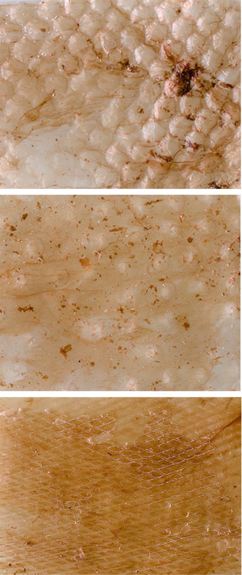 为了探索细菌纤维素的设计潜力,emma作为培养者进行了一系列的材料