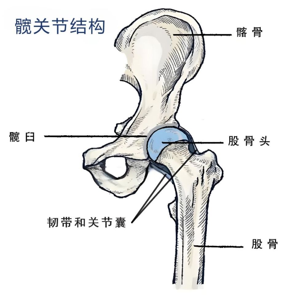 关节结构模式图及作用图片