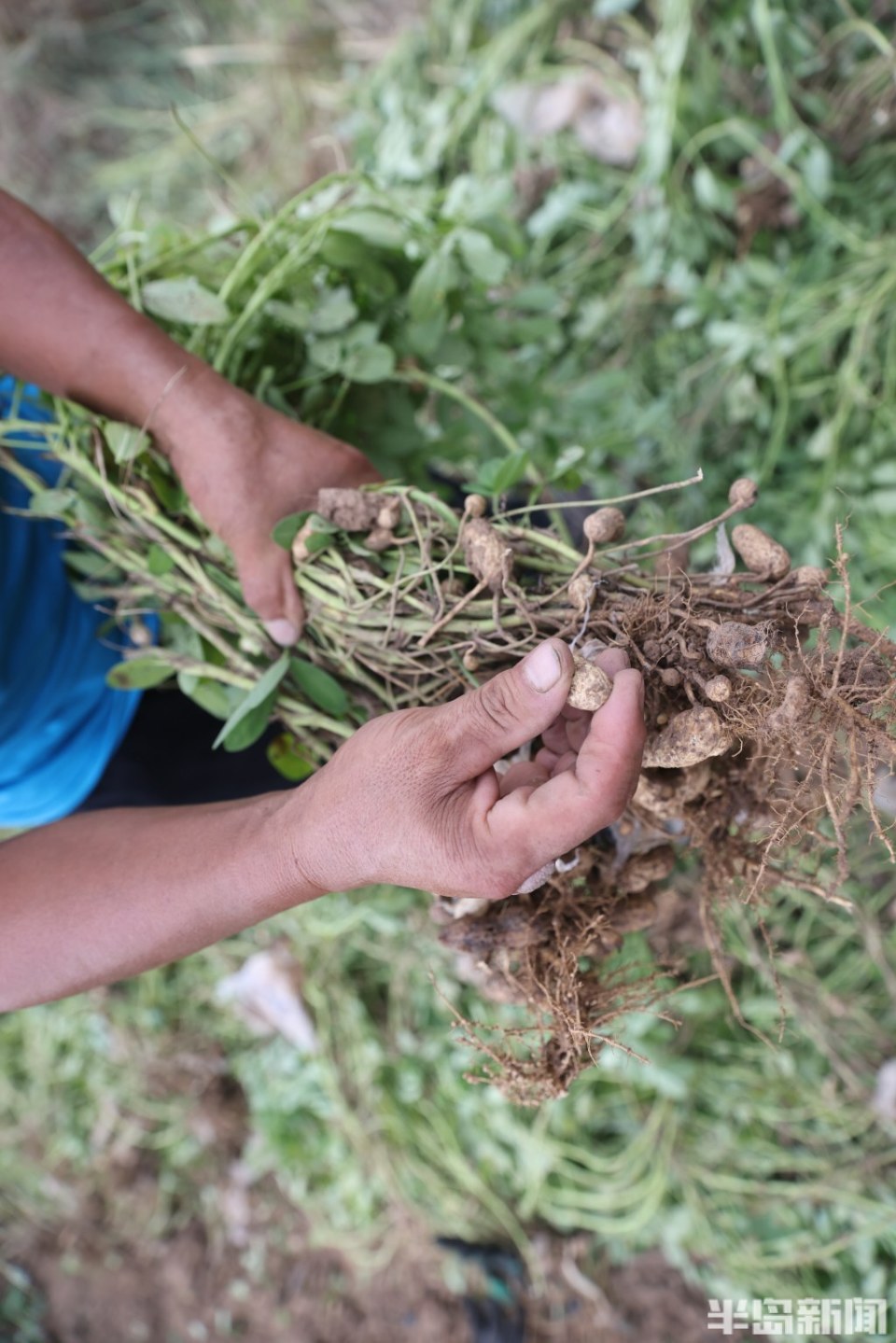金秋时节收花生