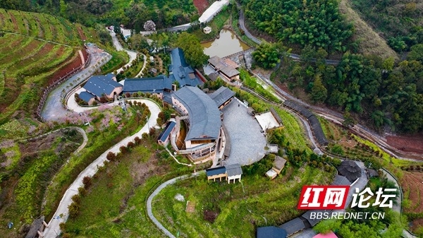 当桃花盛开满山坡麻阳霞飞云果园内好有味