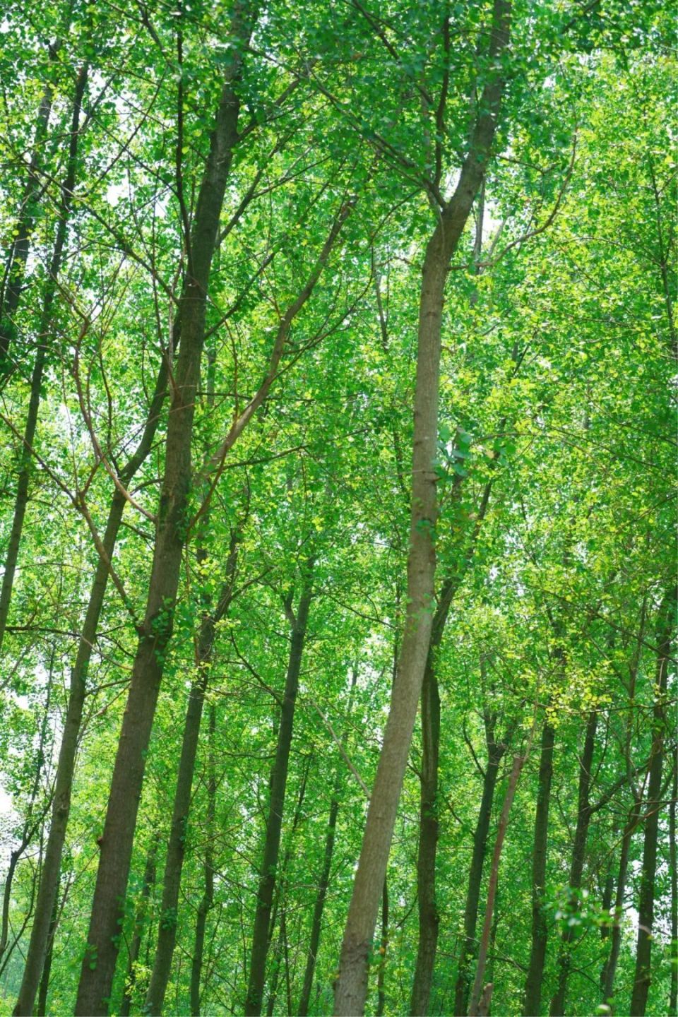 一眼清凉!"夏"一站,跃入金山的"薄荷曼波"!