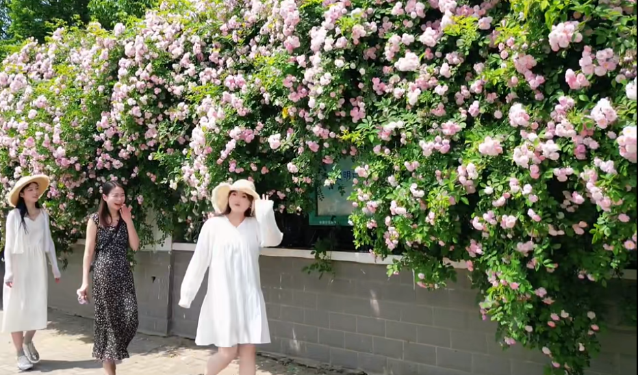 起舞蹁跹蔷薇压得枝叶低垂在怀远三中▲南山公园蔷薇盛放     融媒体