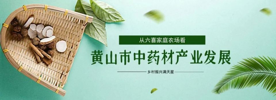乡村振兴满天星90从六喜家庭农场看黄山市中药材产业发展