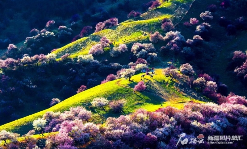 听音乐会看展演品美酒那拉提杏花节4月5日启幕