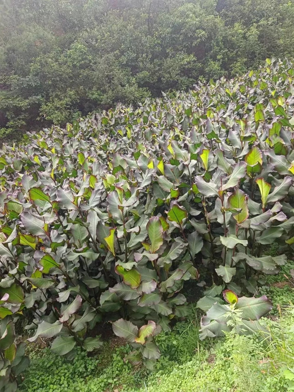 云南省芭蕉芋长势喜人且枝繁叶茂 饱含淀粉造福一方被称植物界英雄