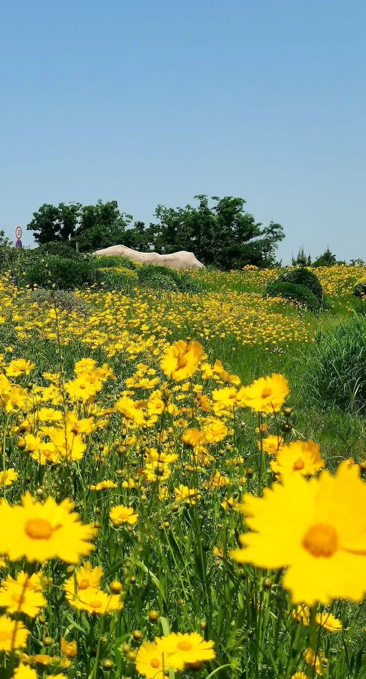 初夏的运河西堤风景区开满了故事里的小黄花