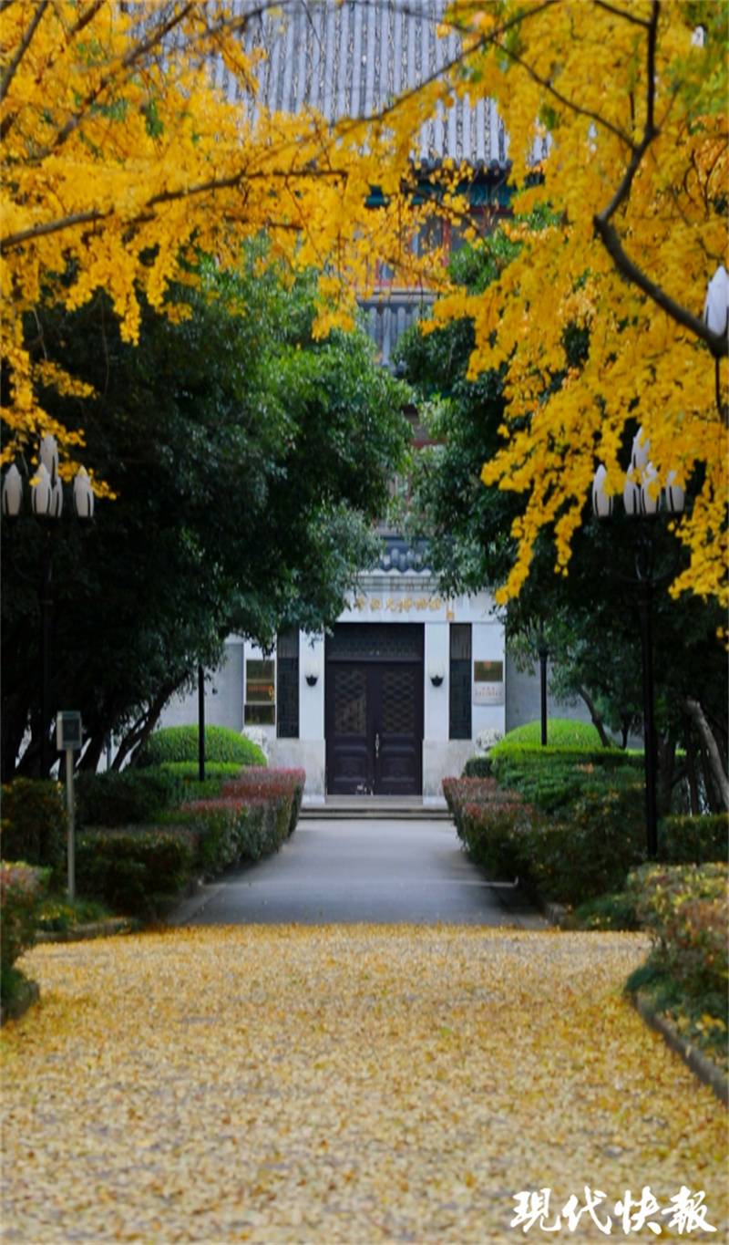 银杏黄如约而至在南大邂逅深秋烂漫