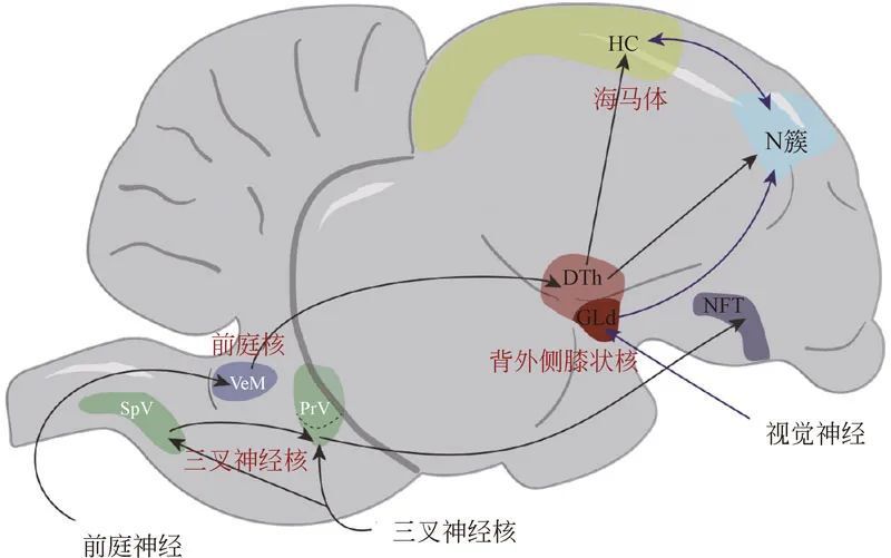鸟类处理感磁信息的脑区:三叉神经核,前庭核,wulst 视区n 簇和海马
