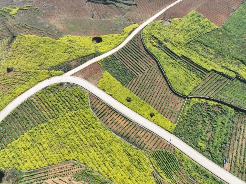 大方县牛场乡:500余亩油菜花迎春盛放 金色花海绘就田园诗画