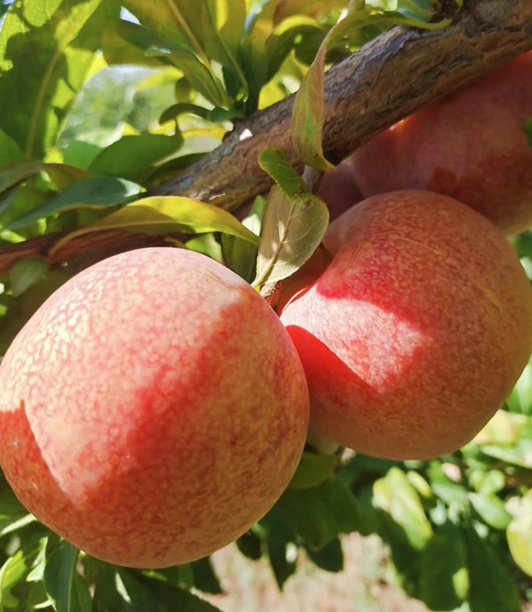 8月新疆甜,一口惊艳!"恐龙蛋"第二弹;水果界"紫霞仙子",值得尝,闭眼入