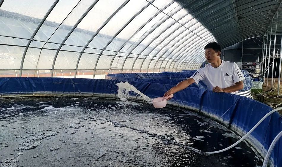 据悉,这批澳洲龙虾于今年3月入驻杨赵村豫天生态养殖基地.