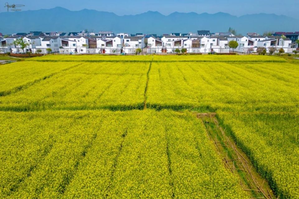 东梓关油菜花图片