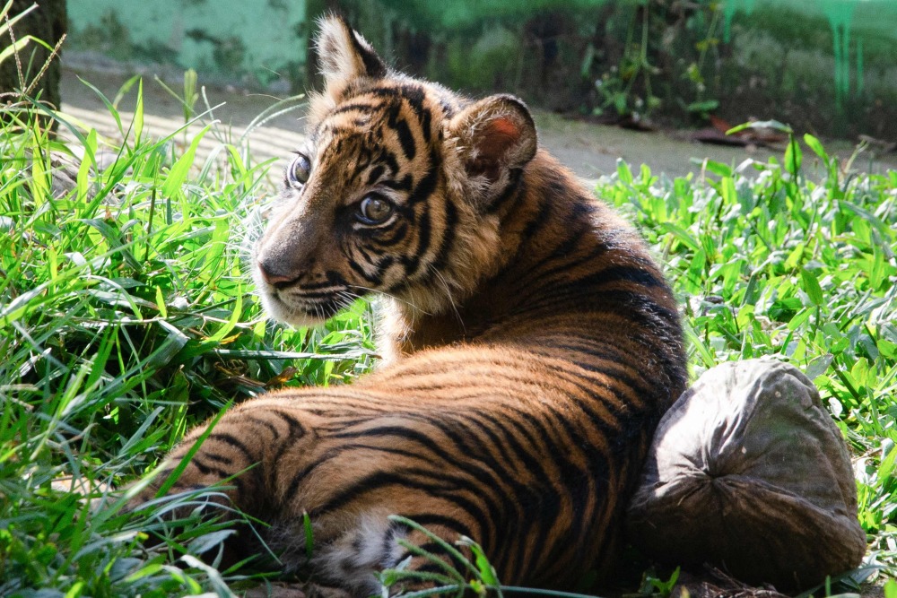 苏门答腊虎幼崽