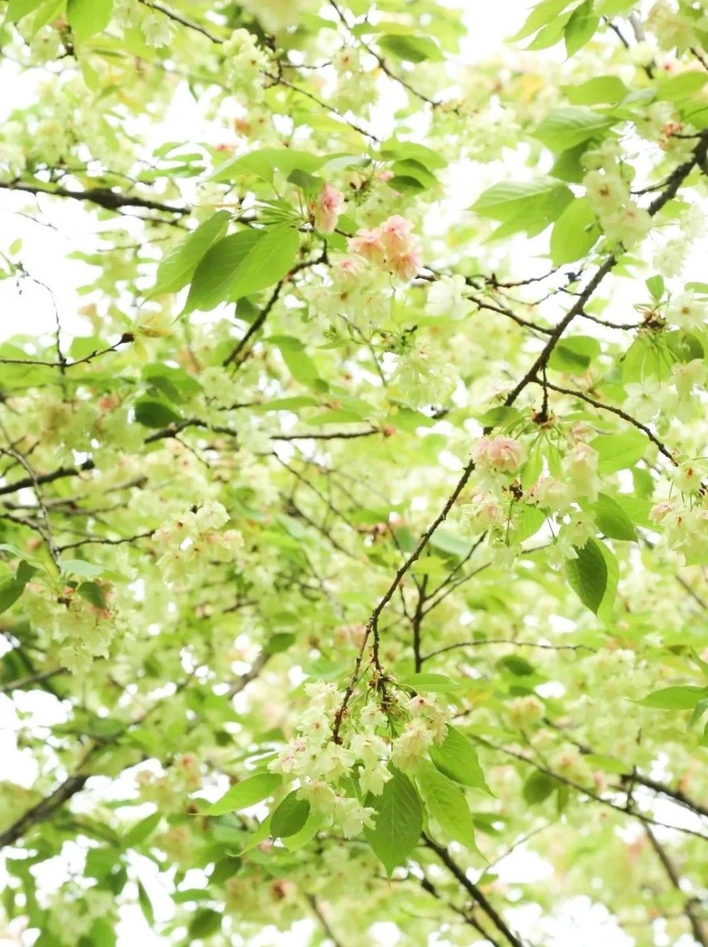 武汉青山宝藏绿色樱花盛开:花期将持续至4月中旬_腾讯新闻
