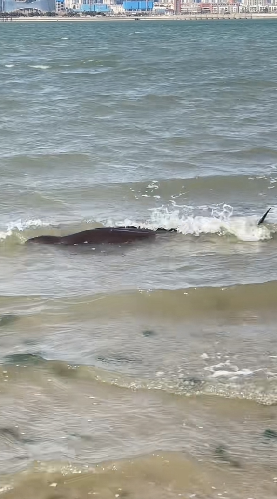 "有网友表示,视频中搁浅的并不是海豚,而是江豚,俗称"海猪".