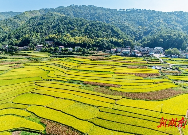 福建漳平梯田图片