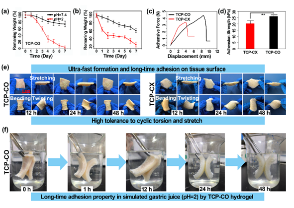 生物止血膜有哪些福州大学／中科院物构所《AFM》：生物启发的自愈性水凝胶，实现胃溃疡快速止血与促进伤口愈合_https://www.jmylbn.com_新闻资讯_第4张
