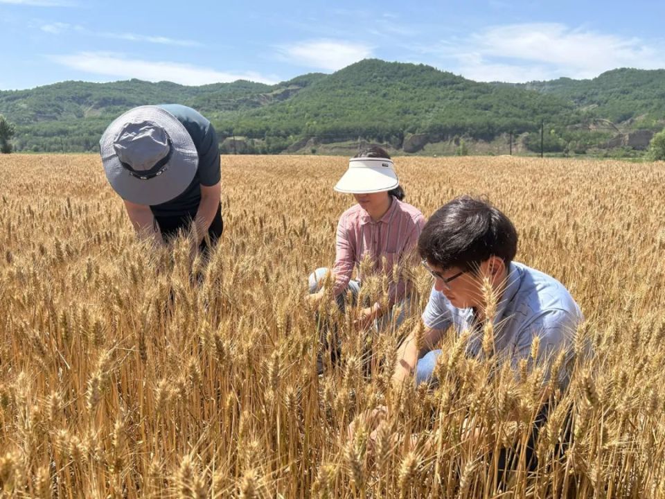 夏天收麦子图片大全图片