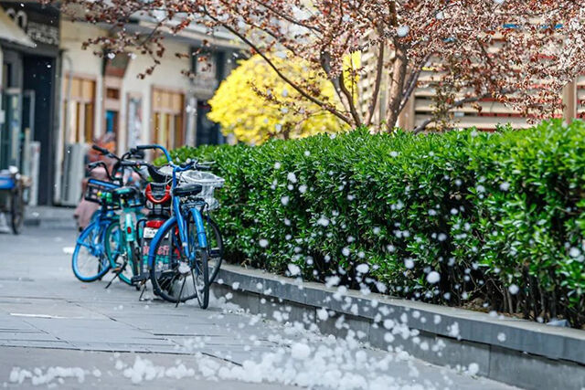 又到杨柳絮纷飞时,当心"白雪"变"火海"!