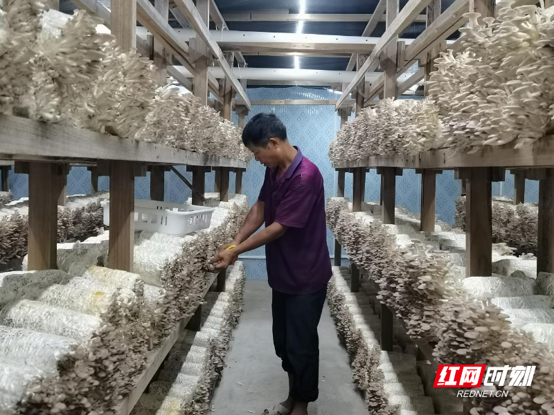 安仁县安平镇:智能菇房出菇啦!