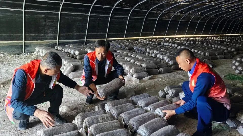 【走乡村 看振兴】崾崄乡:菌棚里的暖心"菇"事