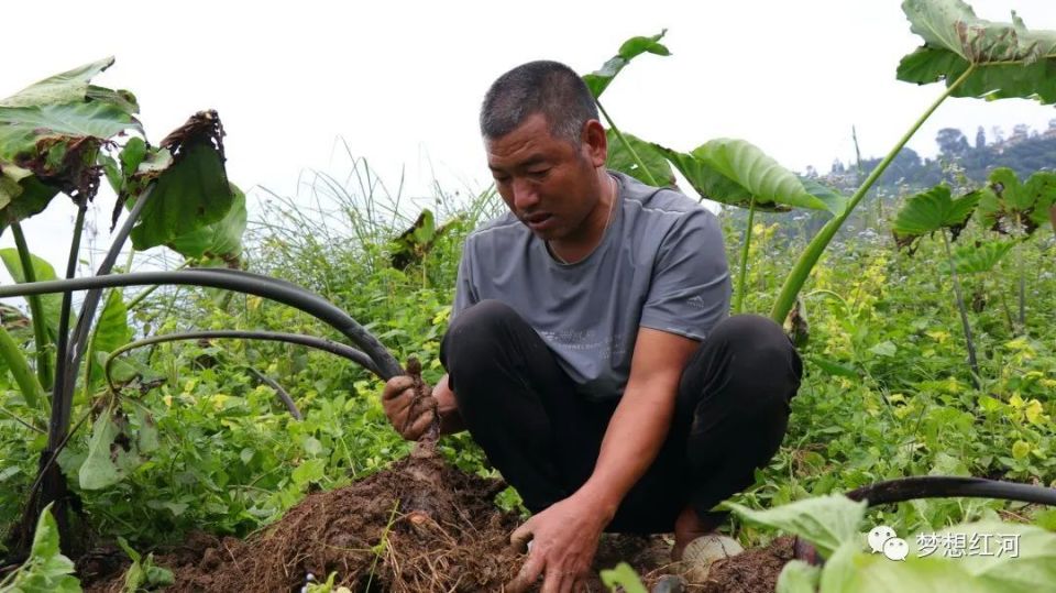 乡村振兴 | 红河县乐育镇:培养致富带头人  激发乡村产业兴