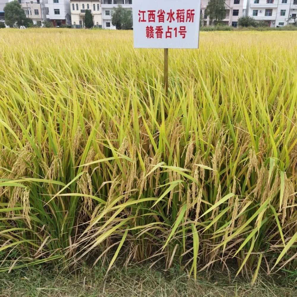 研究所黄仁良团队选育的优质水稻新品种"赣香占1号"荣获(籼稻)金奖,这
