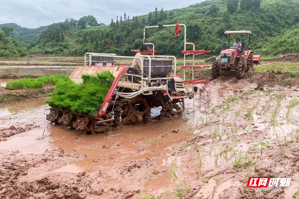 泸溪:达岚镇五德村机耕插秧忙 水田披绿装-腾讯新闻