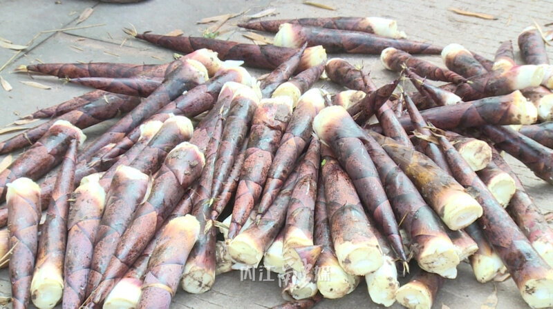 雷竹笋抢鲜上市拓宽产业致富路