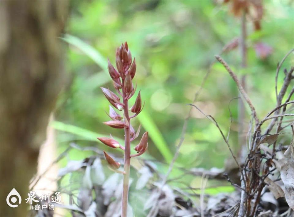 珍稀植物"无叶美冠兰"现身洛江罗溪