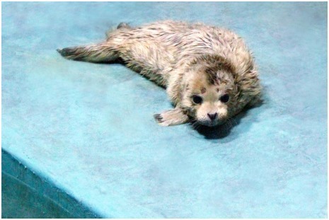 沈阳首个白色海豹宝宝降生啦!_腾讯新闻