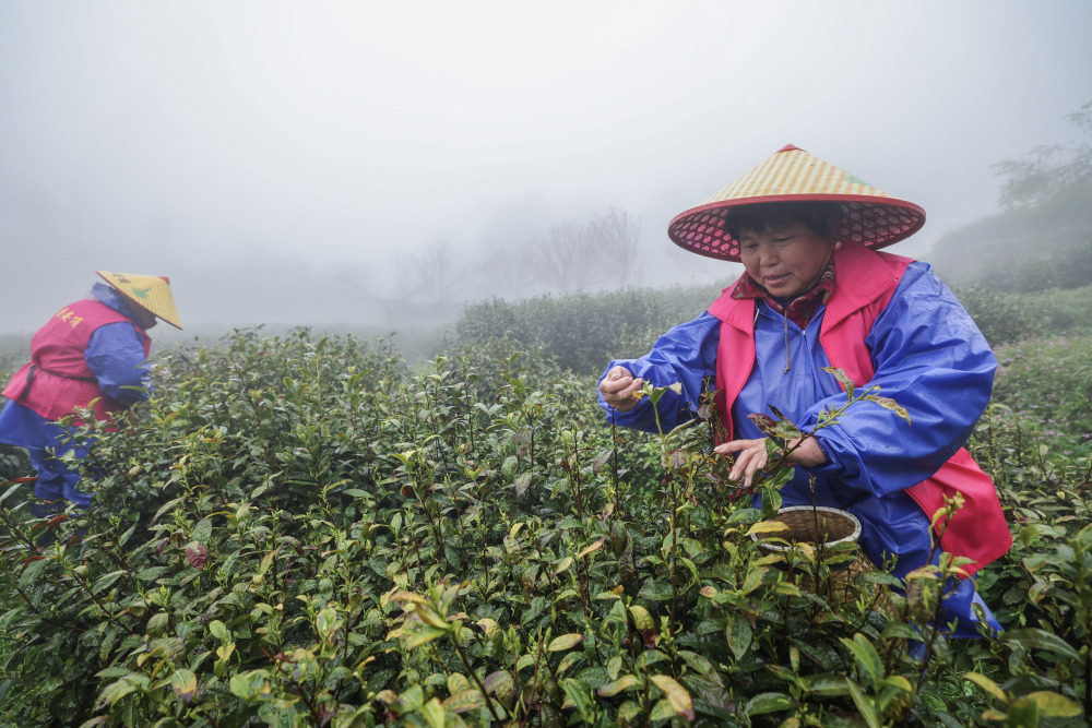杭州富阳高山云雾茶进入采收季
